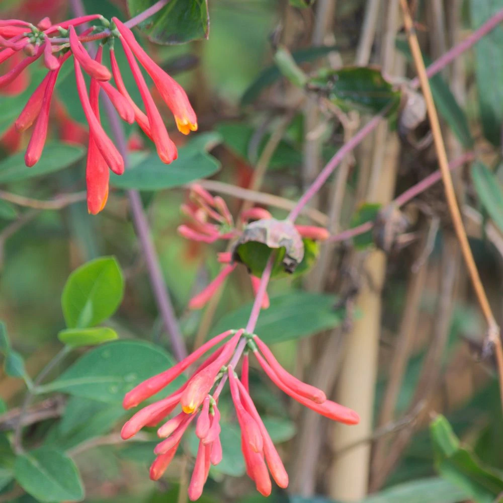 Chèvrefeuille Ou Lonicera Sempervirens Cedar Lane Cov 2 Chèvrefeuille Ou Lonicera Sempervirens Cedar Lane Cov – Image 2