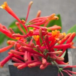 Chèvrefeuille Ou Lonicera Sempervirens Cedar Lane Cov 11 Chèvrefeuille Ou Lonicera Sempervirens Cedar Lane Cov -Jardin Entretien Magasin lonicera cedar lane p pini res travers 18 1000