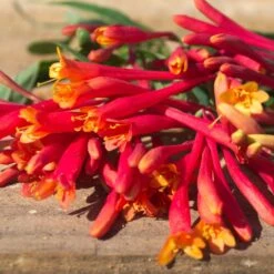 Chèvrefeuille Ou Lonicera Sempervirens Cedar Lane Cov 13 Chèvrefeuille Ou Lonicera Sempervirens Cedar Lane Cov -Jardin Entretien Magasin lonicera cedar lane p pini res travers 1 1000