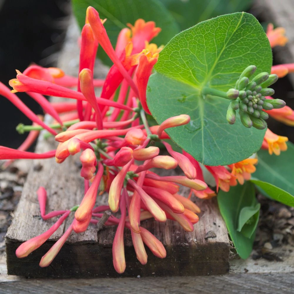 Chèvrefeuille Ou Lonicera Sempervirens Cedar Lane Cov 6 Chèvrefeuille Ou Lonicera Sempervirens Cedar Lane Cov – Image 6