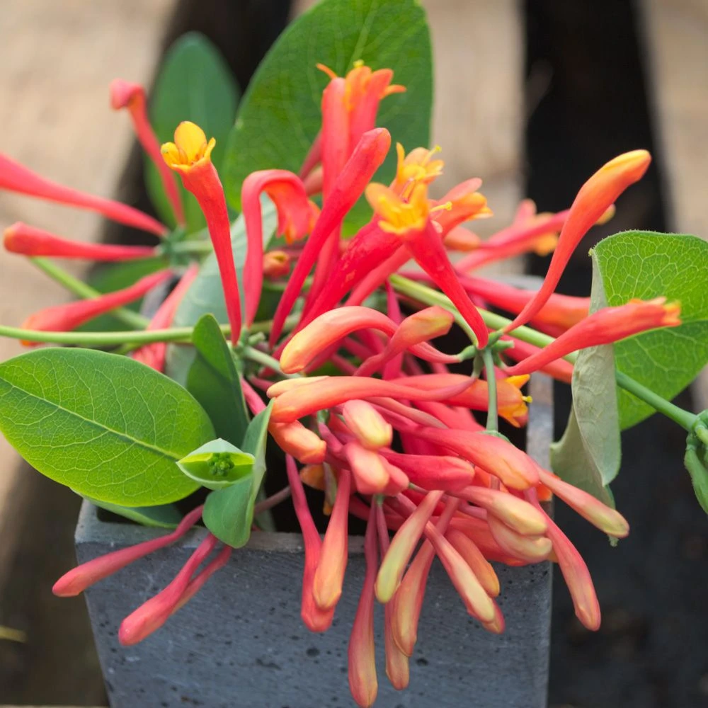 Chèvrefeuille Ou Lonicera Sempervirens Cedar Lane Cov 4 Chèvrefeuille Ou Lonicera Sempervirens Cedar Lane Cov – Image 4