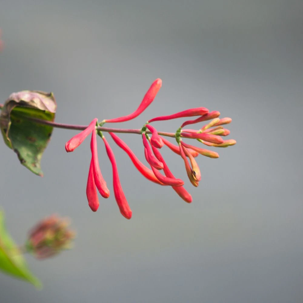 Chèvrefeuille Ou Lonicera Sempervirens Cedar Lane Cov 3 Chèvrefeuille Ou Lonicera Sempervirens Cedar Lane Cov – Image 3