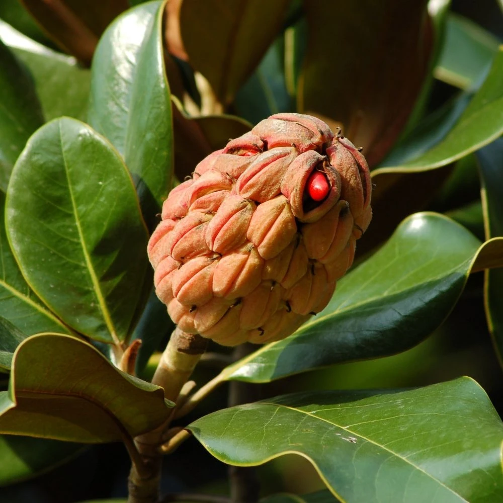 Magnolia Grandiflora Ou Magnolia Persistant à Grandes Fleurs 4 Magnolia Grandiflora Ou Magnolia Persistant à Grandes Fleurs – Image 4
