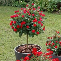 Nouvelles versions 17 Rosier Mini-tige ZEPETI ® Meibenbino