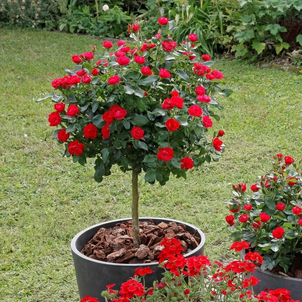 Rosier Mini-tige ZEPETI ® Meibenbino 1 Rosier Mini-tige ZEPETI ® Meibenbino