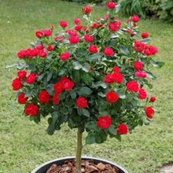 Nouvelles versions -Jardin Entretien Magasin meibenbino tige eb190618 033 1000x1000 1