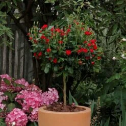 Rosier Mini-tige ZEPETI ® Meibenbino 13 Rosier Mini-tige ZEPETI ® Meibenbino -Jardin Entretien Magasin meibenbino tige eb190618 085 1000x1000 1