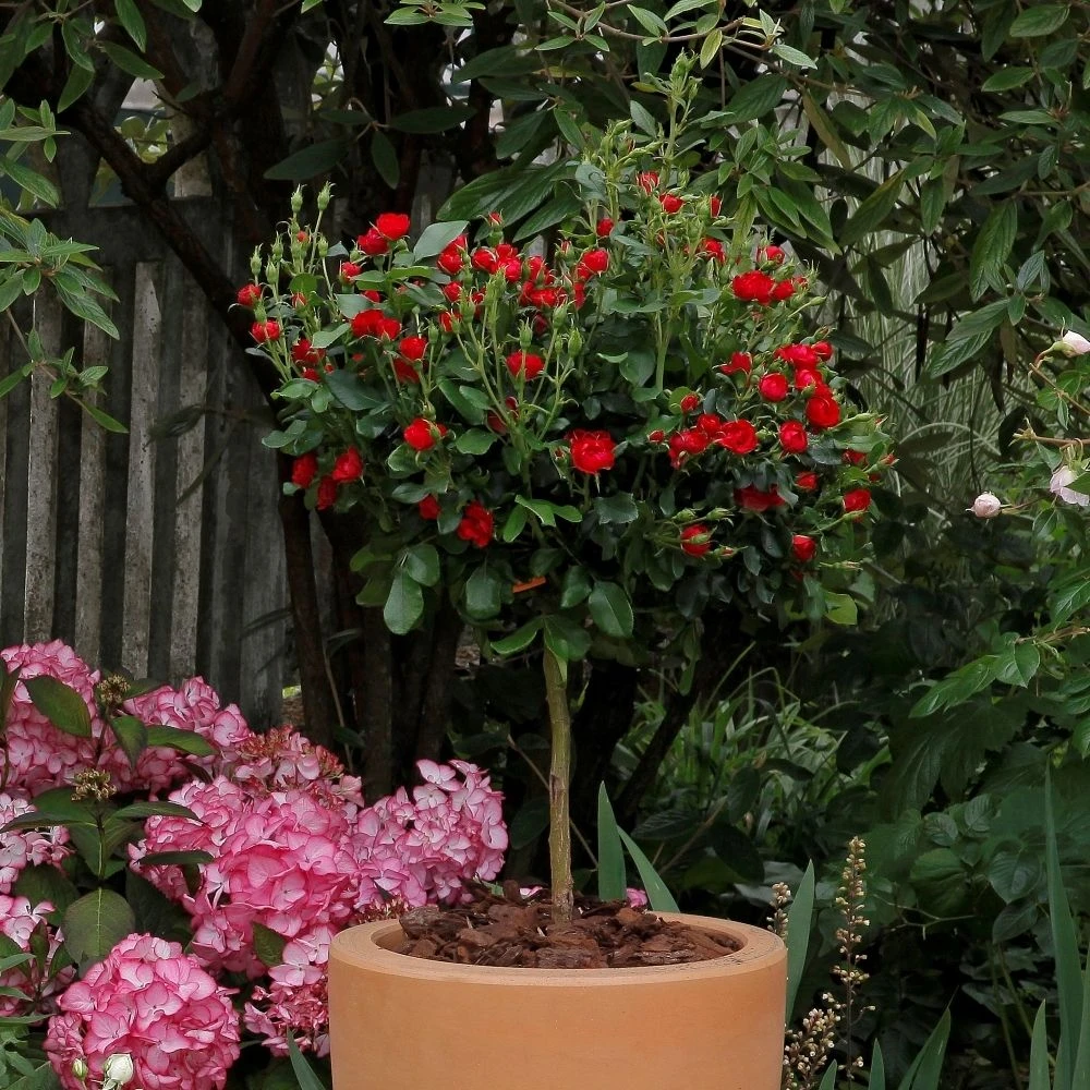 Rosier Mini-tige ZEPETI ® Meibenbino 4 Rosier Mini-tige ZEPETI ® Meibenbino – Image 4