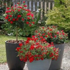 Rosier Mini-tige ZEPETI ® Meibenbino 12 Rosier Mini-tige ZEPETI ® Meibenbino -Jardin Entretien Magasin meibenbino tige situation eb190618 030 1000x1000 1