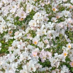 Rosier CHAMPS ELYSEES ® Meiplumty