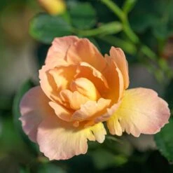 Jardin Entretien Magasin -Jardin Entretien Magasin meitincel flame origami t1000