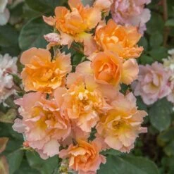 Jardin Entretien Magasin 22 Rosier Flame ORIGAMI ® Meitincel