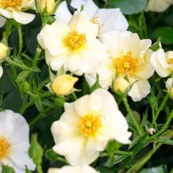 Rosier PRETTY ® Cream Meizhakari