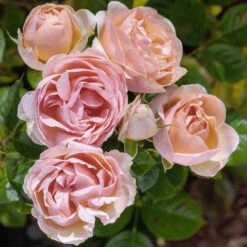 Rosier AUGUSTE ESCOFFIER ® Meizasmyne -Jardin Entretien Magasin meizasmyne auguste escoffier 17 00003 t1000 3