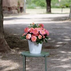 Rosier AUGUSTE ESCOFFIER ® Meizasmyne -Jardin Entretien Magasin meizasmyne auguste escoffier 2020 00037 hd t1000 3