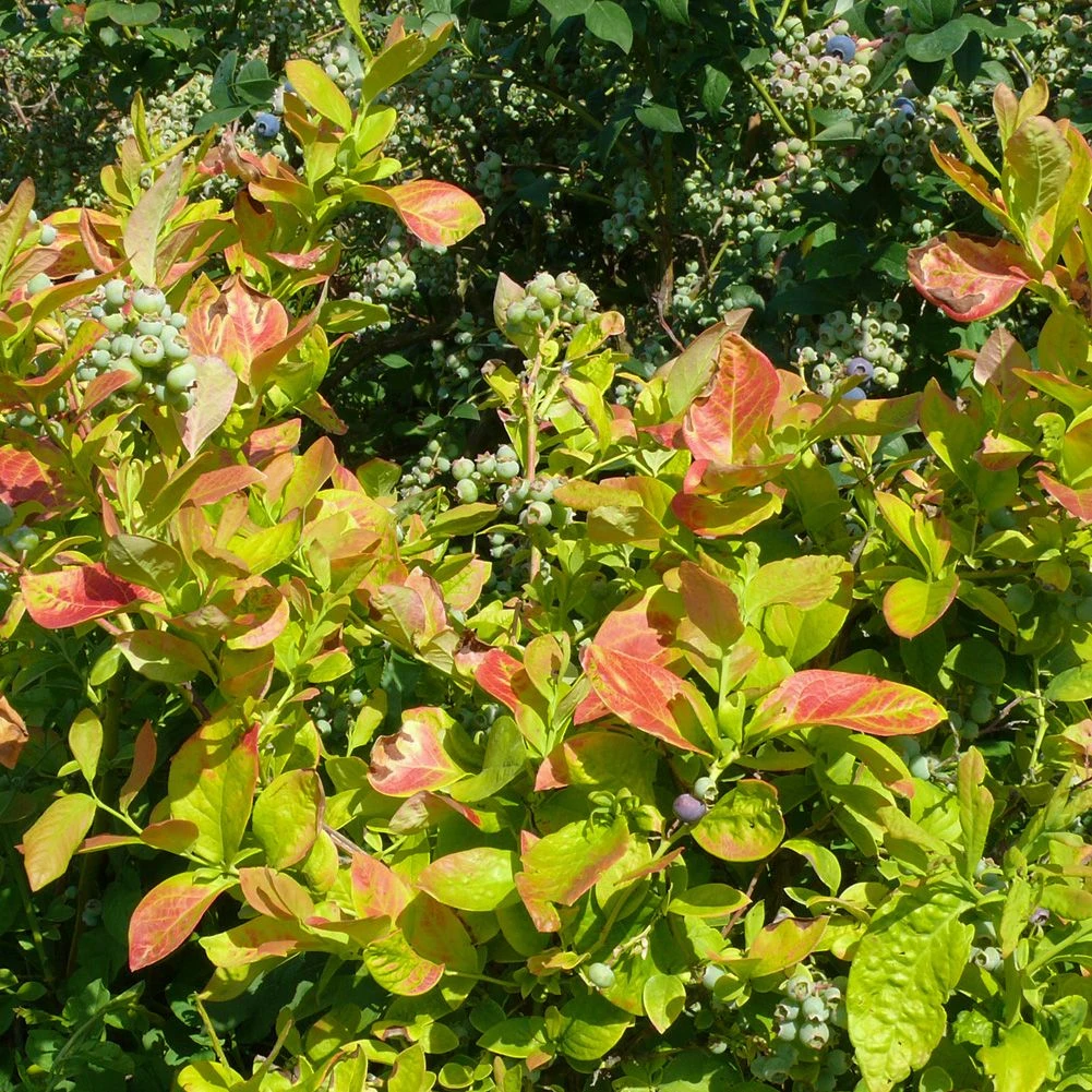 Myrtillier Ou Vaccinium Corymbosum YELLO!BELLOBLUE ® Andval1601 3 Myrtillier Ou Vaccinium Corymbosum YELLO!BELLOBLUE ® Andval1601 – Image 3