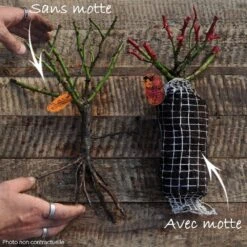 Rosier REVE DE PARIS ® Meilowmye -Jardin Entretien Magasin paysagers t1000 non contractuelle 1 30