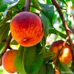 Pêcher Nain De Jardins® Pêche De Poche