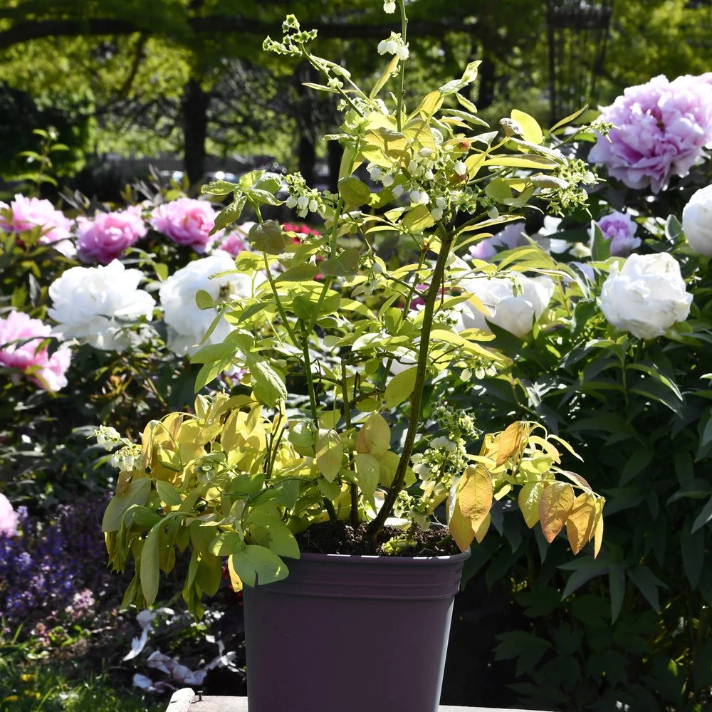 Myrtillier Ou Vaccinium Corymbosum YELLO!BELLOBLUE ® Andval1601 2 Myrtillier Ou Vaccinium Corymbosum YELLO!BELLOBLUE ® Andval1601 – Image 2