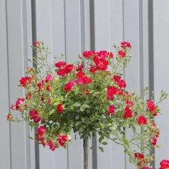 Jardin Entretien Magasin -Jardin Entretien Magasin red drift meigalpio en comp