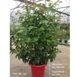 Rosier EDITH PIAF ® Meiramboys -Jardin Entretien Magasin rosier en pot de 15l t1000 4