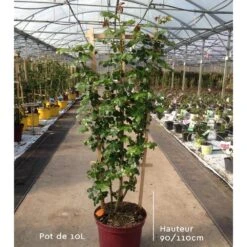 Rosier Grimpant ALLEGRO ® II Meileodevin 15 Rosier Grimpant ALLEGRO ® II Meileodevin -Jardin Entretien Magasin rosiers en pot de 10l t1000 15