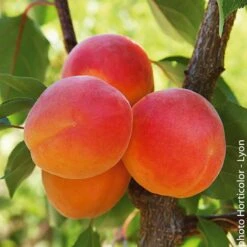 Abricotier ‘Rouge Du Roussillon’
