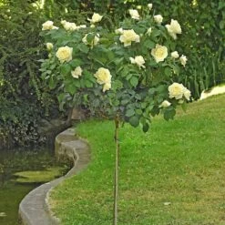 Rosier Tige JEANNE MOREAU ® Meidiaphaz