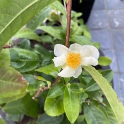 Théier Camellia Sinensis ThéOjardin ® -Jardin Entretien Magasin th o jardin verdia 1000