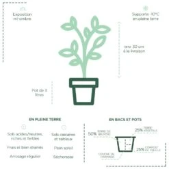 Théier Camellia Sinensis ThéOjardin ® -Jardin Entretien Magasin th ier th ojardin plantation