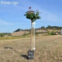 Rosier Tige PRINCE JARDINIER ® Meitroni -Jardin Entretien Magasin tige 100 110cm grandes fleurs 16