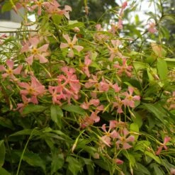 Jasmin étoilé Ou Trachelospermum Asiaticum PINK SHOWERS ® -Jardin Entretien Magasin trachelospermum pink showers p pini res travers 6 1000